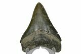 Serrated, Fossil Megalodon Tooth - South Carolina #169204-1